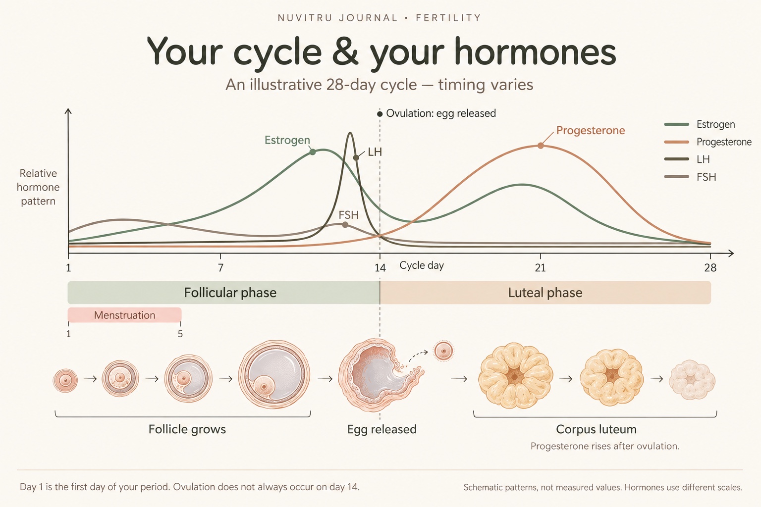 Illustrative 28-day cycle: estrogen rises before ovulation, LH surges before egg release, FSH has a smaller midcycle rise, and progesterone rises in the luteal phase. Menstruation overlaps the early follicular phase.